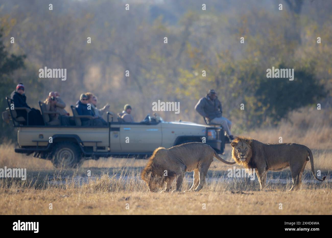 Touristen auf Safari in einem Wildreservat in Afrika beobachten zwei Löwen auf einer Pirschfahrt Stockfoto