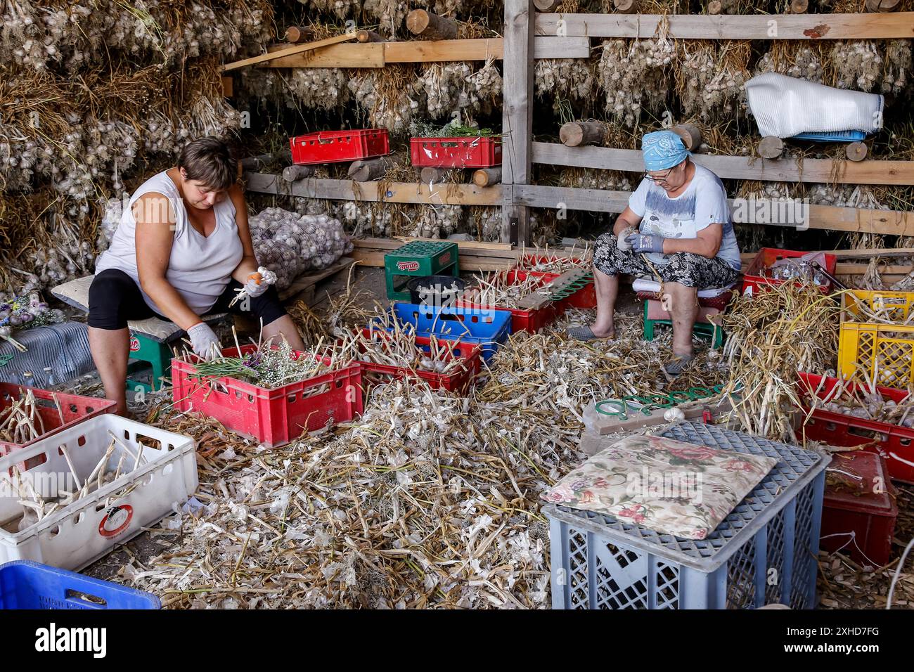 Krakau, Malopolskie, Polen. Juli 2024. Lokale Bauern stellen dekorative Zöpfe aus Knoblauch in einer Scheune her, in der Knoblauch trocknet, während die galicische Knoblauchernte in der Provinz Kleinpolen in Südpolen fortgesetzt wird. Galicien Knoblauch ist ein lokaler Stolz, er ist von der Europäischen Union als geschütztes Erzeugnis Polens zertifiziert. Galizischer Knoblauch hat einen hohen Gehalt an Alline, der Verbindung, die für den Knoblauchgeschmack und die antibiotischen Eigenschaften verantwortlich ist. (Credit Image: © Dominika Zarzycka/SOPA images via ZUMA Press Wire) NUR REDAKTIONELLE VERWENDUNG! Nicht für kommerzielle ZWECKE! Stockfoto