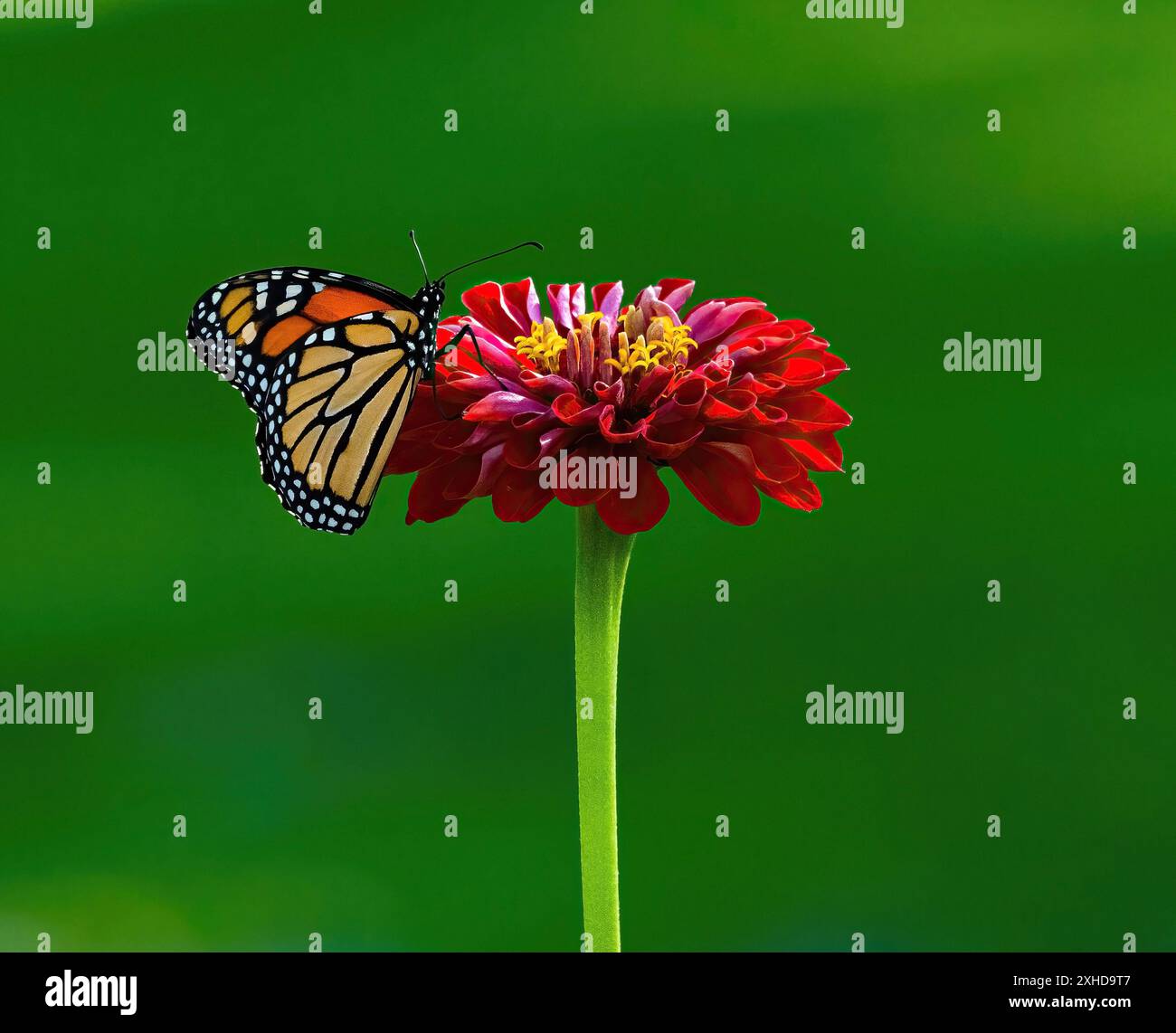 Ein Monarch-Schmetterling, der auf einer langen, roten Zinnia ruht, mit sanften grünen Schatten im Hintergrund. Stockfoto