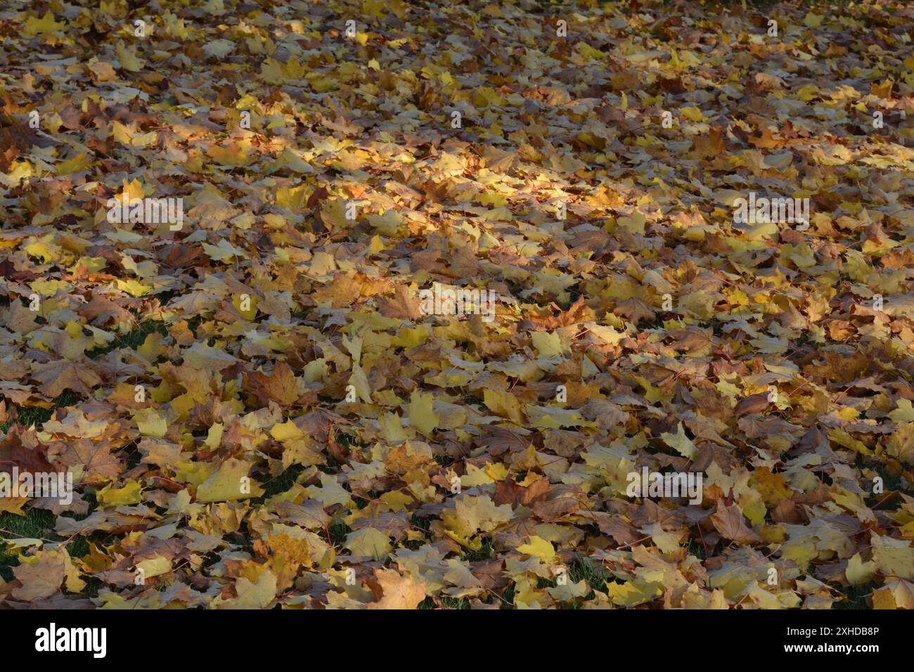 Goldene Ahornblätter breiten sich auf dem Gras aus, das von Sonnenstrahlen im kanadischen Herbst hervorgehoben wird. Stockfoto