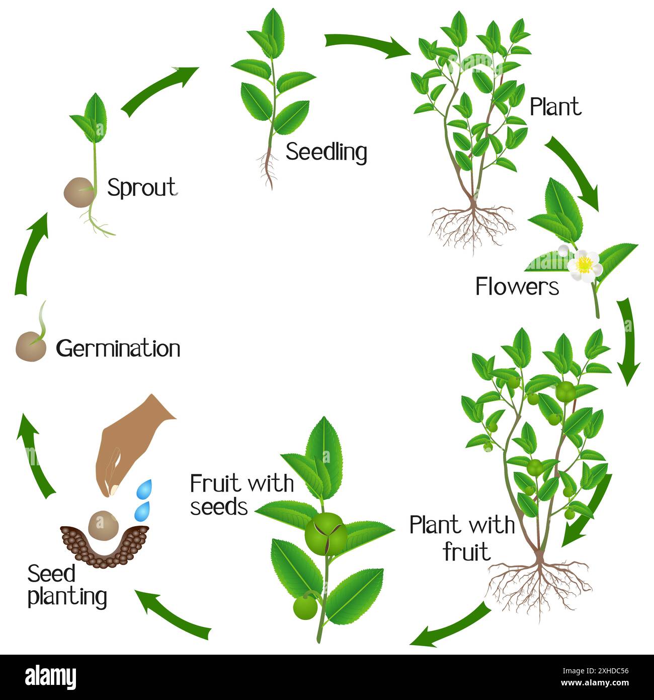 Lebenszyklus der Grüntee-Pflanze (Camellia sinensis) auf weißem Hintergrund. Stock Vektor