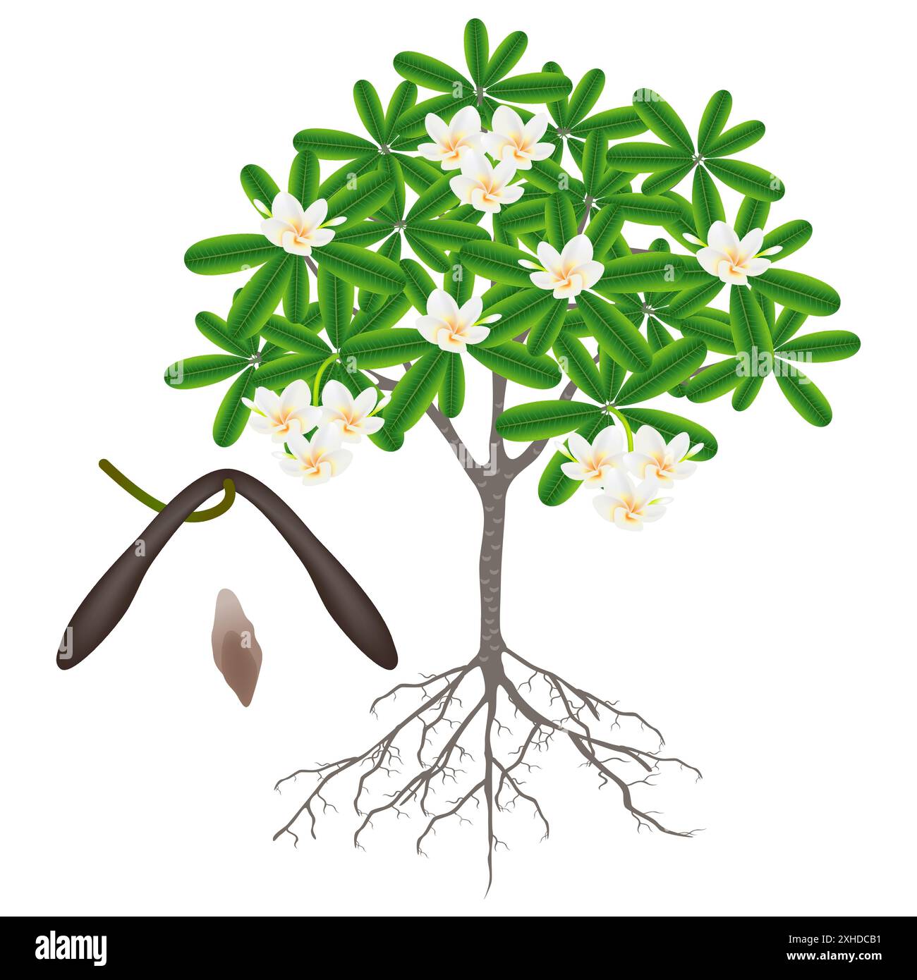 Teile eines Frangipani-Baumes (Plumeria) auf weißem Hintergrund. Stock Vektor