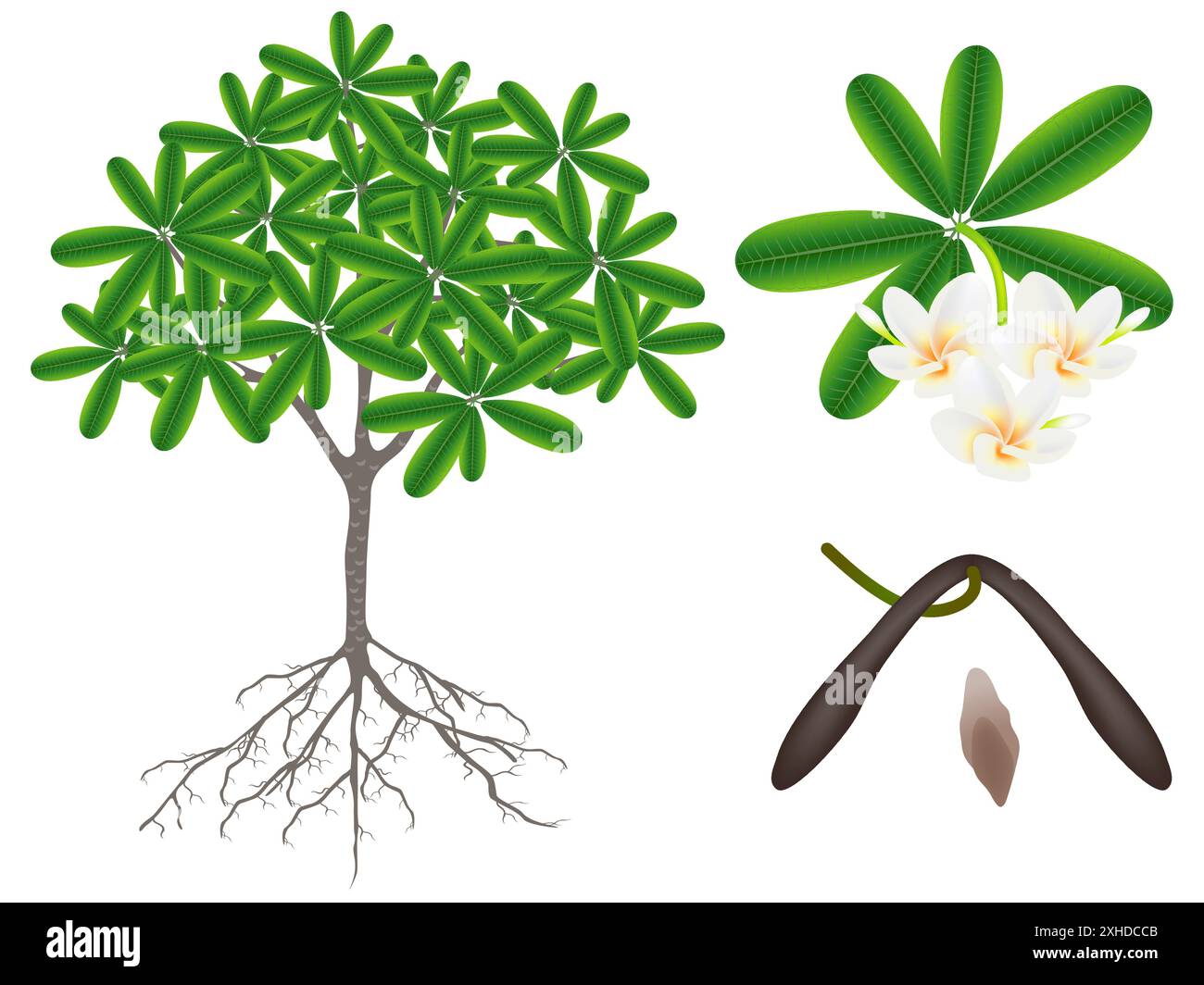 Teile einer Frangipani-Pflanze (Plumeria) auf weißem Hintergrund. Stock Vektor