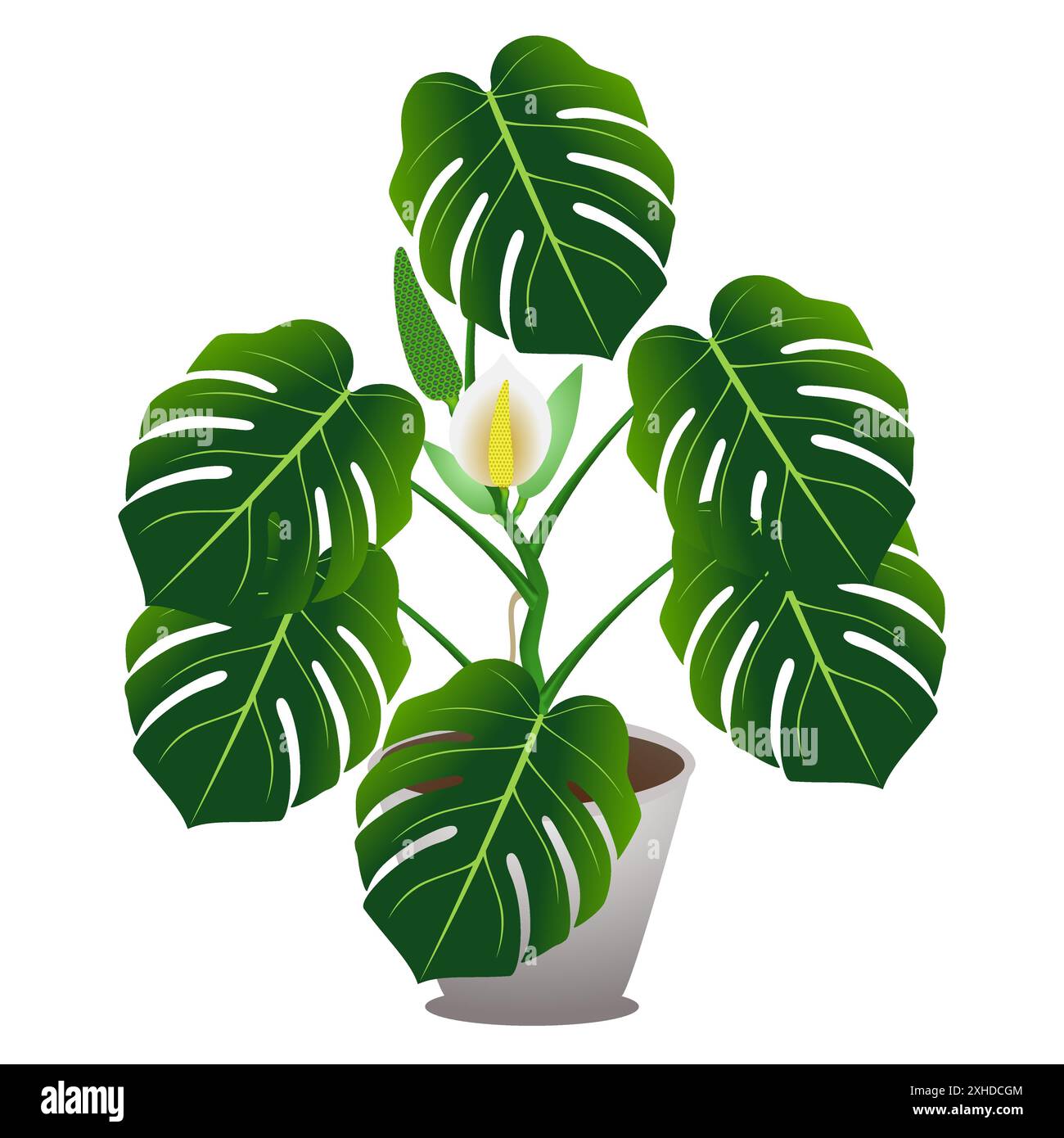 Zimmerpflanze einer Monstera oder eines Spaltblättrigen Philodendrons (Monstera deliciosa). Stock Vektor