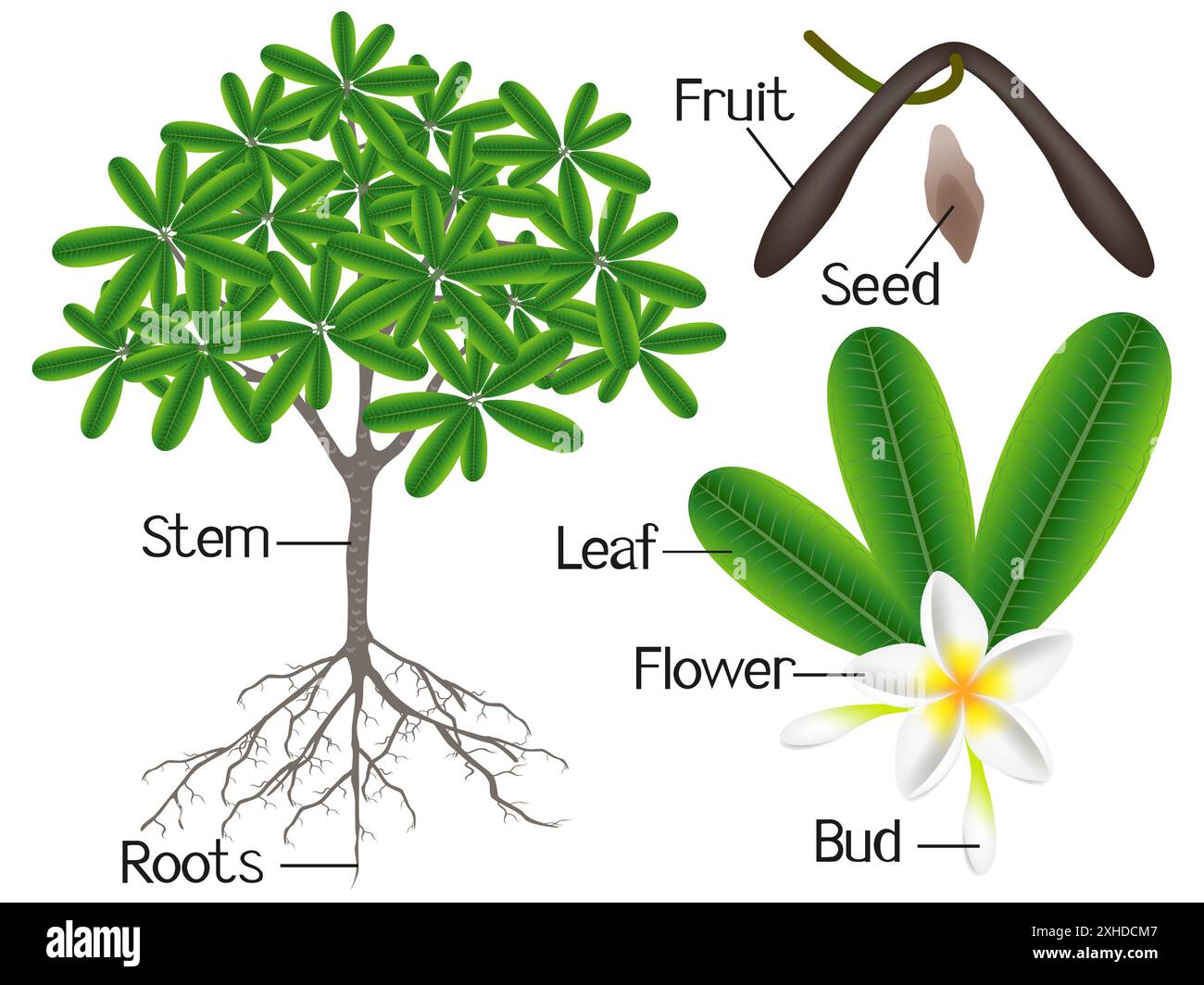 Eine Abbildung, die Teile einer Frangipani (Plumeria) Pflanze auf weißem Hintergrund zeigt. Stock Vektor