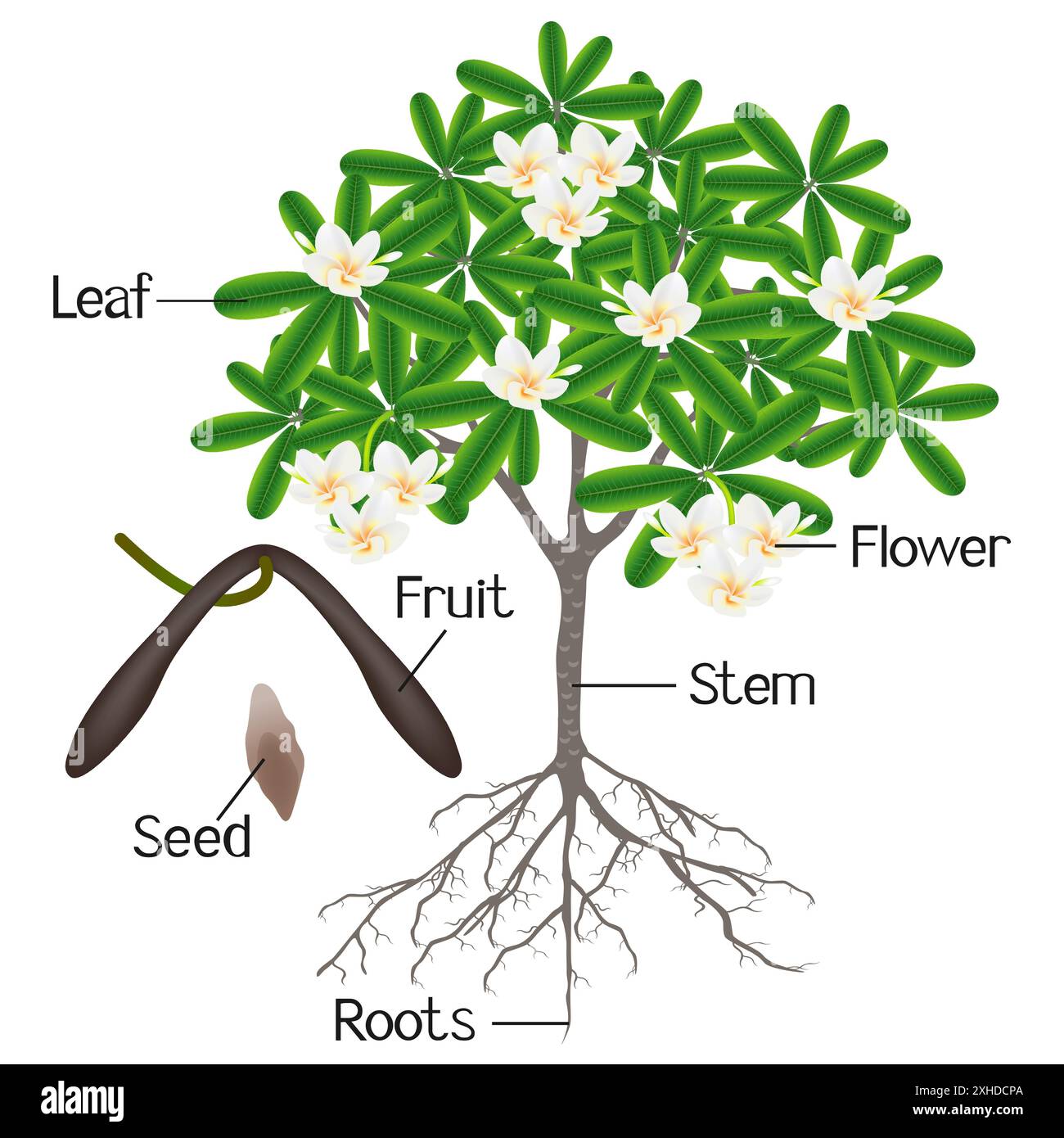 Eine Abbildung, die Teile eines Frangipani-Baumes (Plumeria) auf weißem Hintergrund zeigt. Stock Vektor