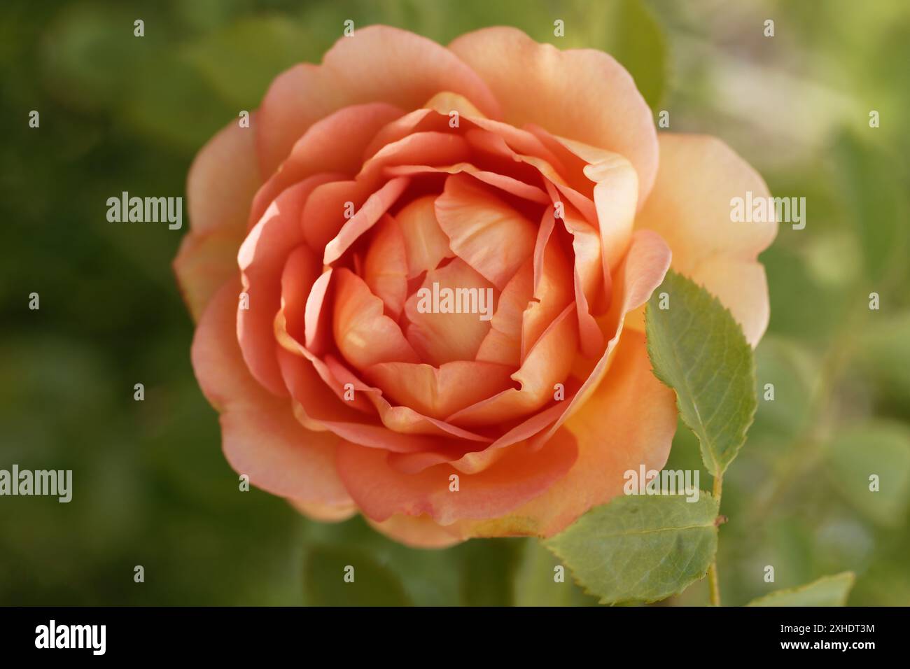 Schöne frische Rosenblume im Garten. Rosenblüten auf dem Hintergrund verschwommene Rosen Blüten im Garten der Rosen Stockfoto
