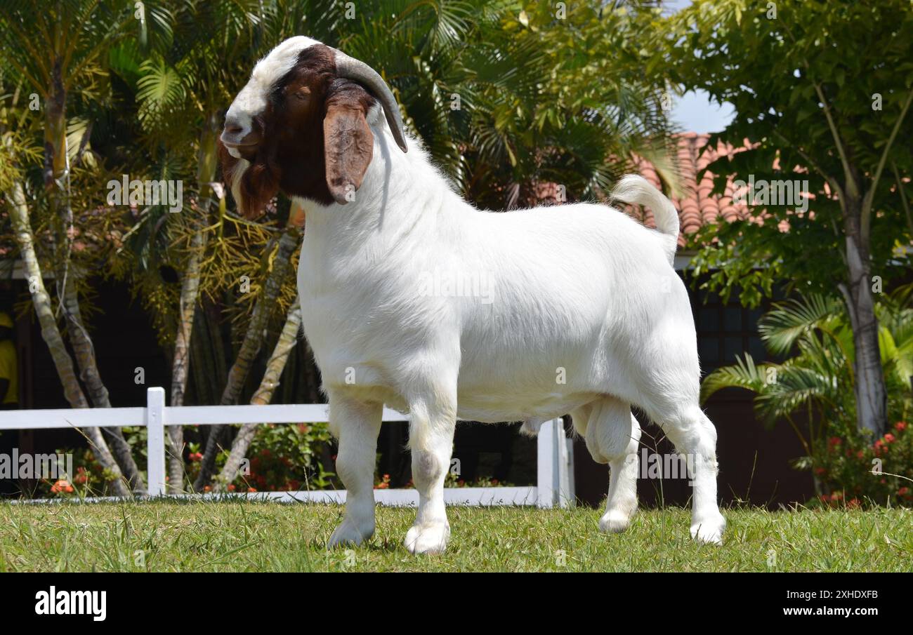 Männliche Boer Ziege sehr ausgezeichnet in Brasilien. Die Boer ist eine Rasse in Südafrika entwickelt Stockfoto