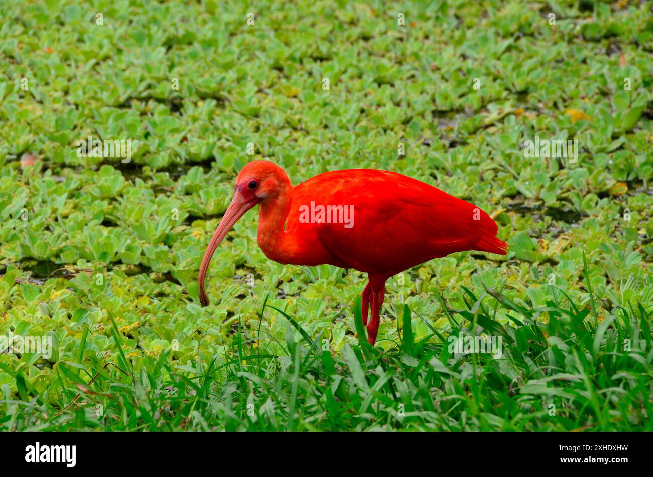 Roter guará Vogel der brasilianischen Fauna, auch bekannt als Scharlach Ibis, roter guará, Piranga guará und Roter Reiher. Die schönsten brasilianischen Vögel Stockfoto