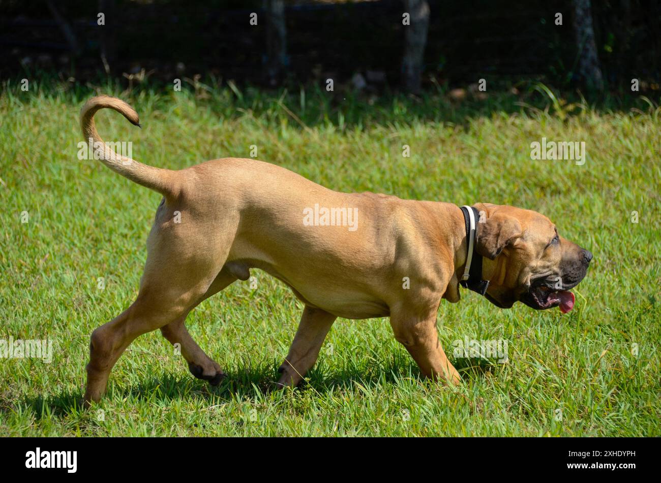 Wunderschöner goldener Fila Brasileiro (brasilianischer Mastiff) Welpe läuft. Haustier Stockfoto