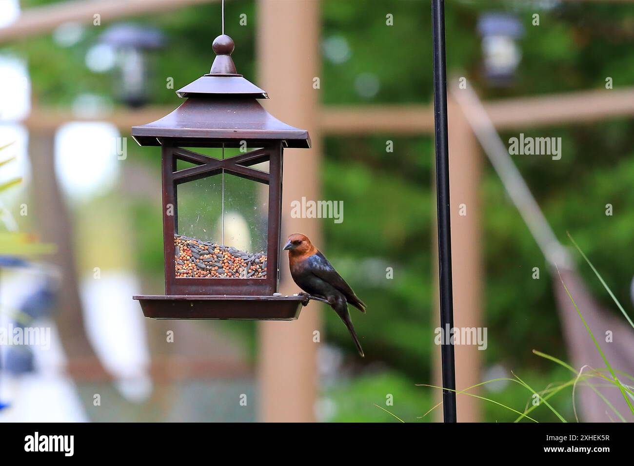 Vogel auf dem Vogelfutter Long Island New York Stockfoto