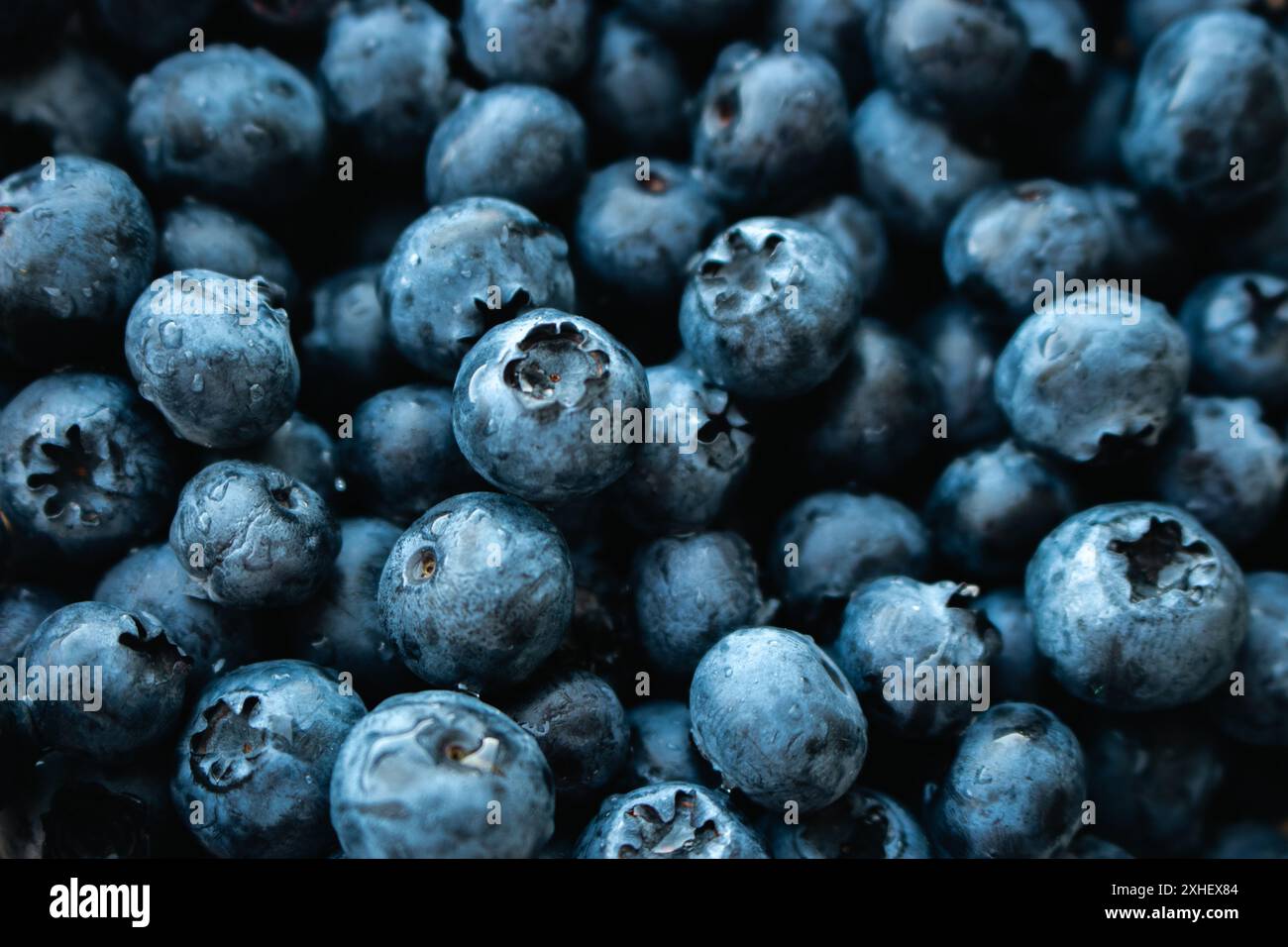 Frische Heidelbeeren in Wassertropfen, Nahaufnahme von oben. Schwarze und blaue saftige Beeren. Natürlicher blauer Hintergrund. Sommervitaminernte. Natürliche Ernährung. Stockfoto