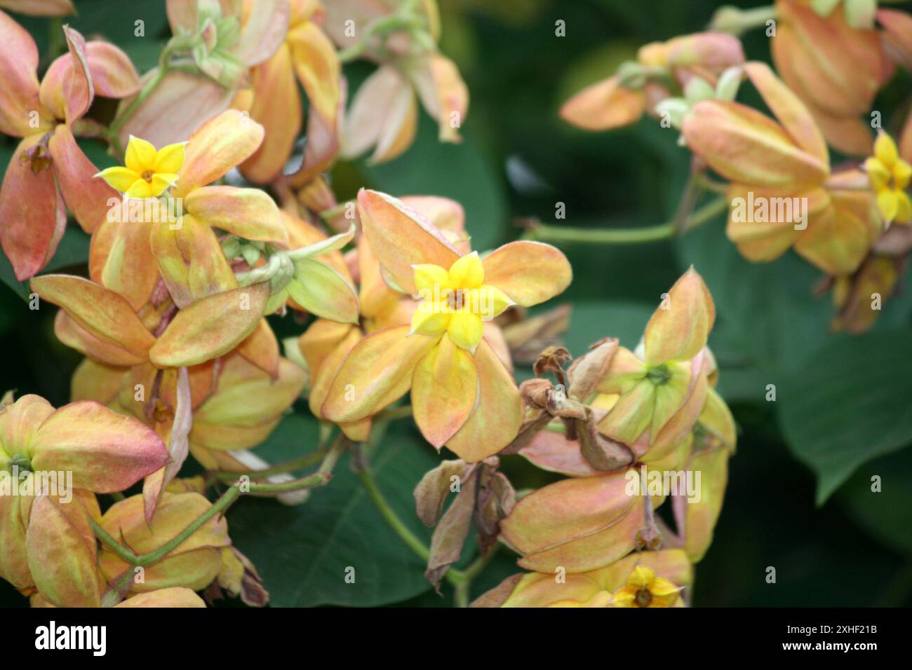 Mussaenda marmelada Orange ist eine neue und seltene Sorte : (Pixel Sanjiv Shukla) Stockfoto