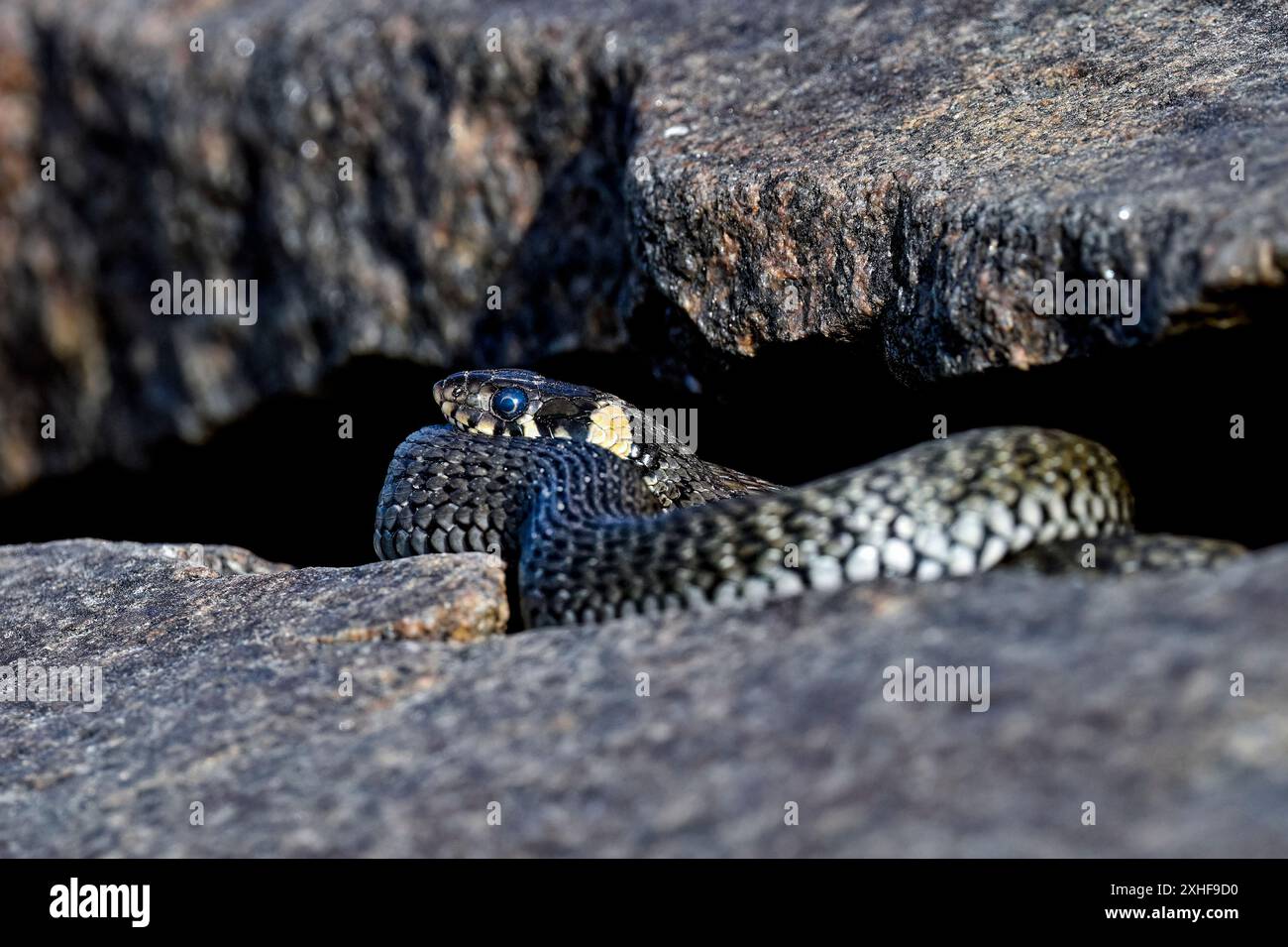 Grasschlange ist bereit, die alte Haut zu vergießen Stockfoto