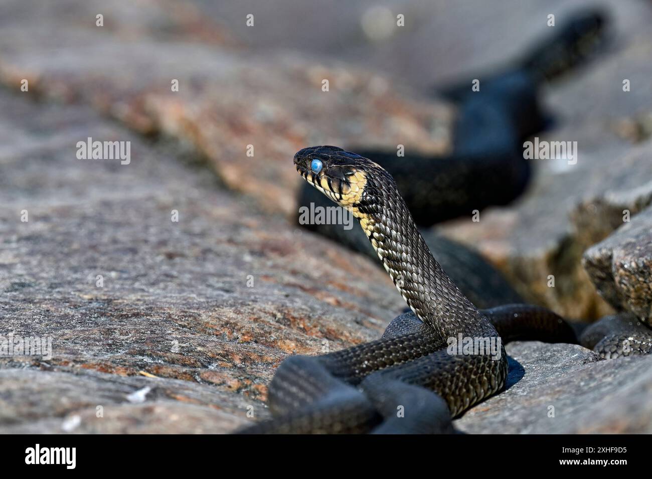 Die Grasschlange schaut durch die Umgebung Stockfoto