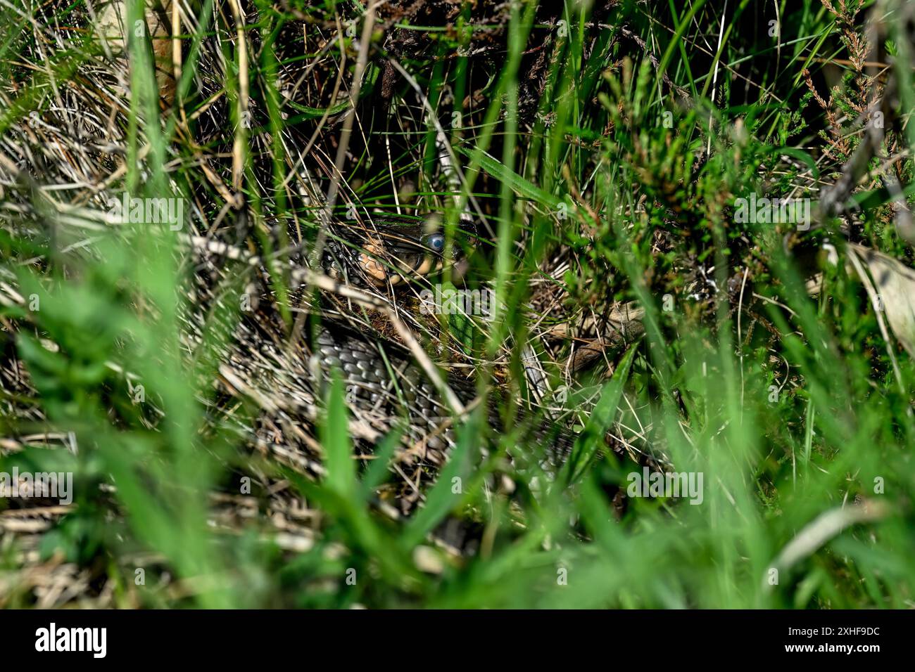Die Grasschlange schaut durch die Umgebung Stockfoto
