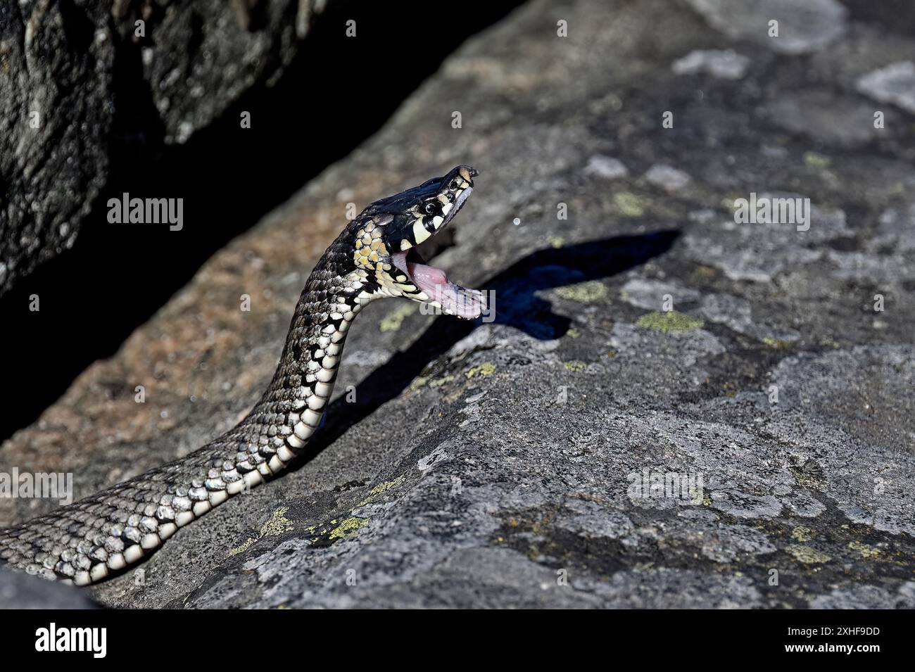 Die Grasschlange gähnt morgens Stockfoto