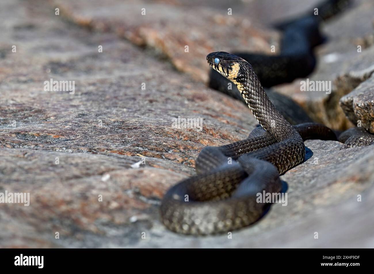 Die Grasschlange schaut durch die Umgebung Stockfoto