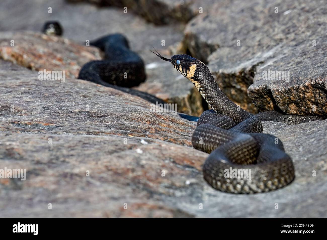 Die Grasschlange schaut durch die Umgebung Stockfoto