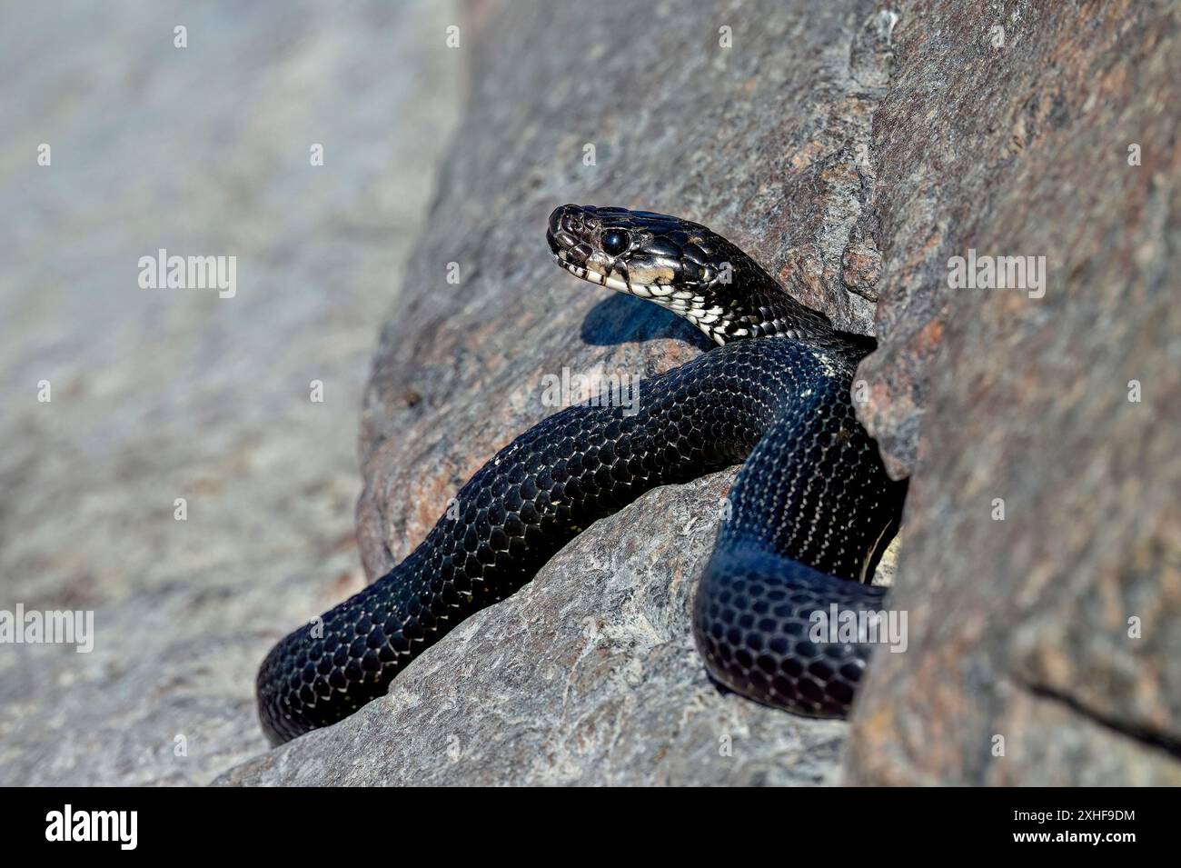 Grasschlange schaut aus dem Felsversteck Stockfoto