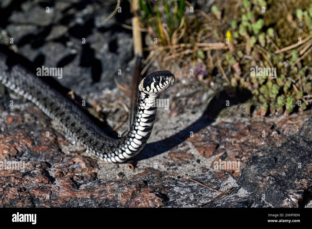 Grasschlange blickt in die Umgebung Stockfoto
