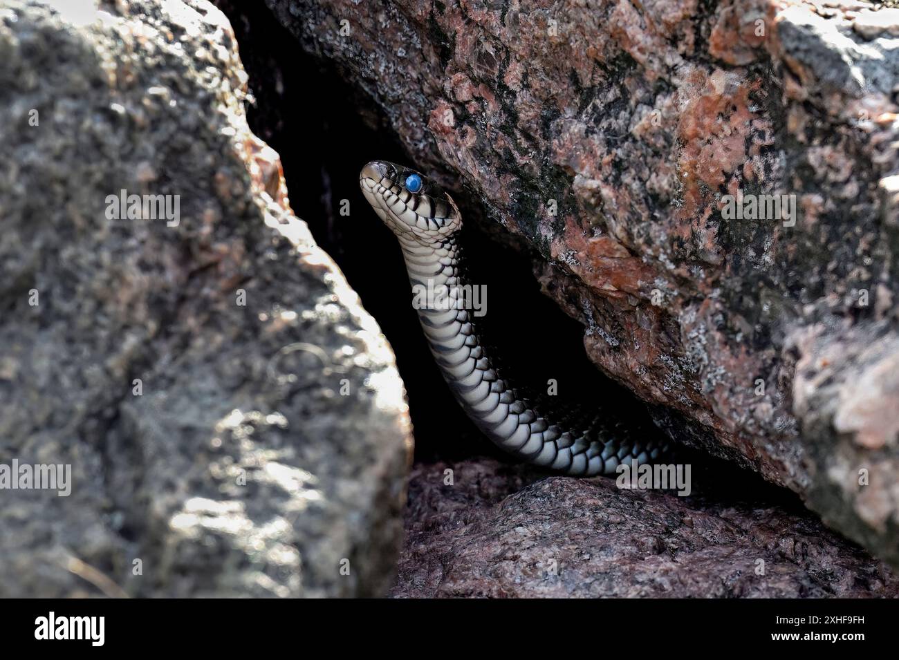 Grasschlange schaut aus dem Felsversteck Stockfoto