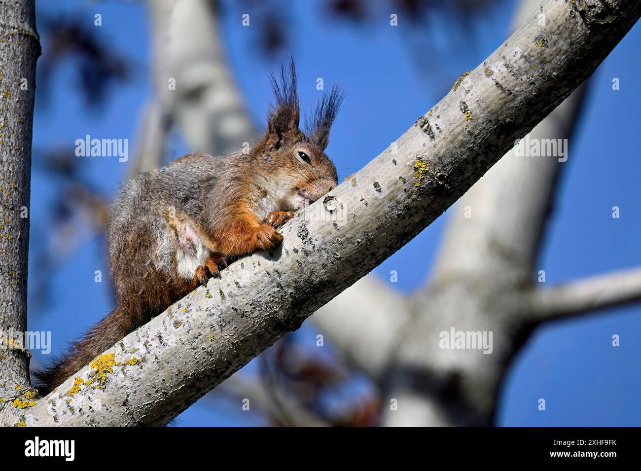 Eichhörnchen-Mutter ruht auf einem Baumzweig Stockfoto