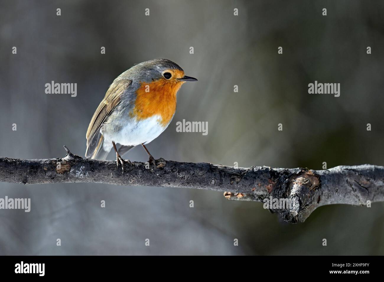 Europäischer Robin Für Erwachsene Stockfoto