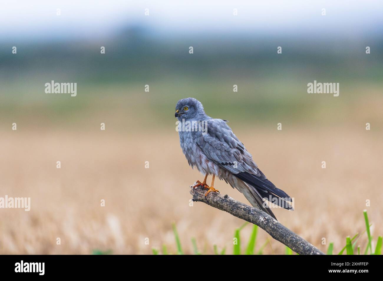 Montagu's Harrier (Circus pygargus), männlich, auf Ast stehend, Penelles, Lleida Steppen, Katalonien, Spanien Stockfoto