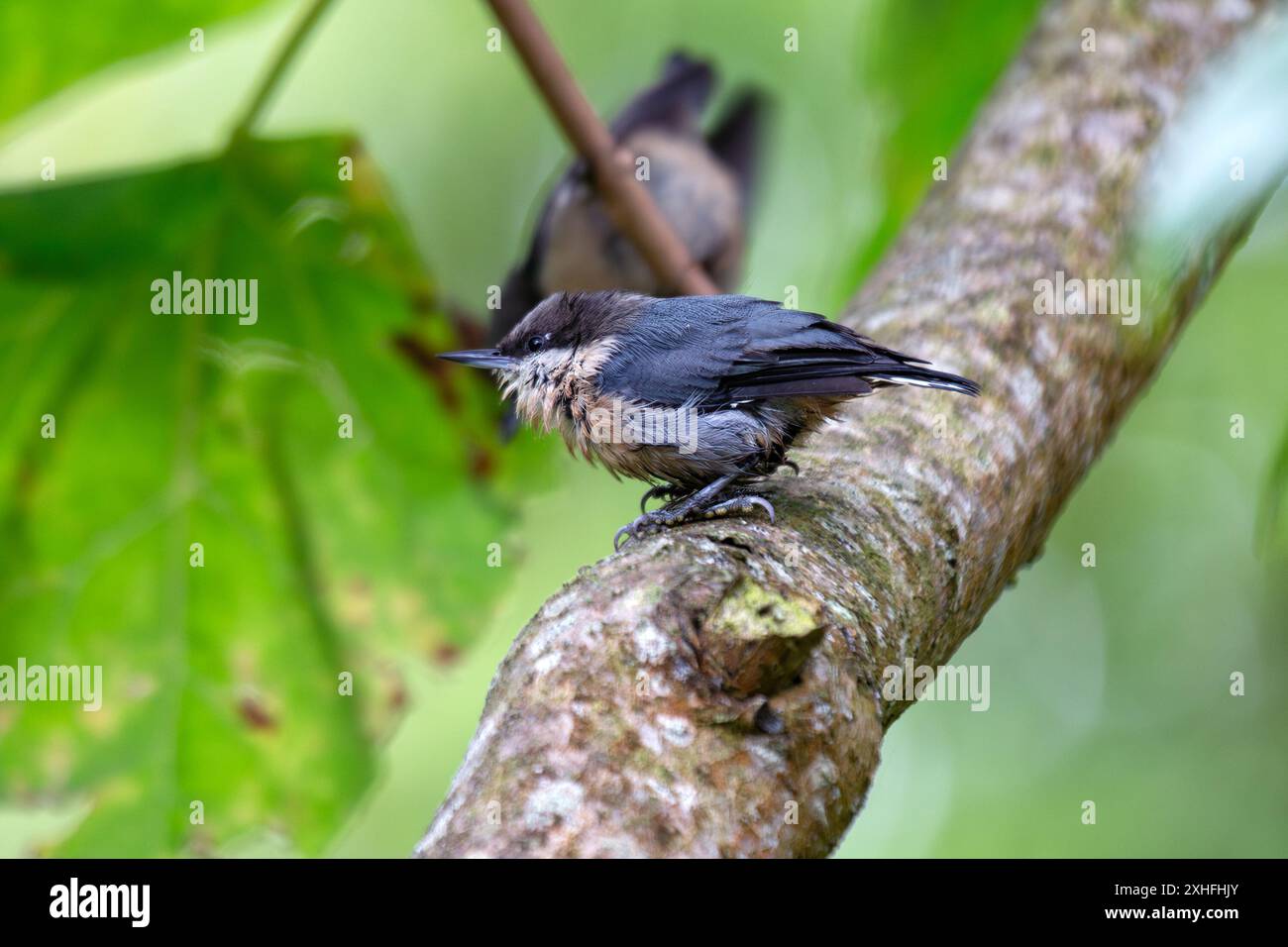 Die Pygmy Nuthatch mit ihrer kompakten Größe und ihrem bläulich-grauen Gefieder wurde an einer Kiefer im Golden Gate Park geklammert. Dieses Foto fängt sein li ein Stockfoto