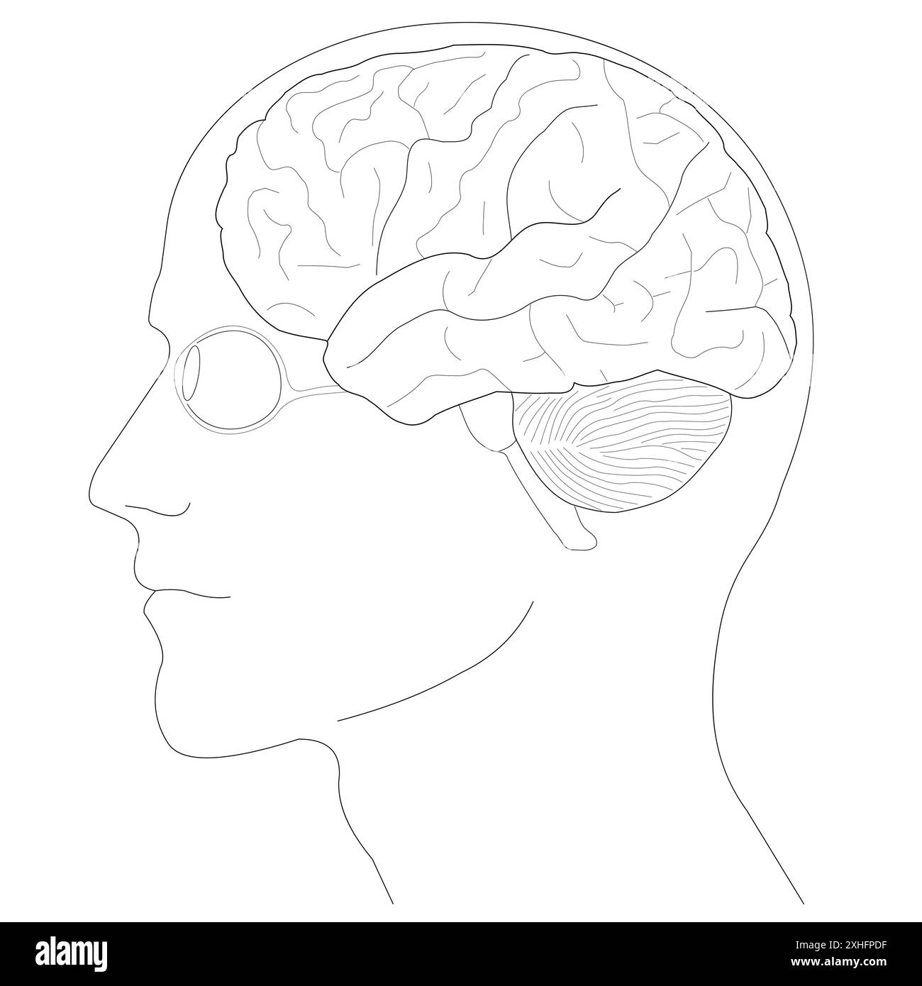 Abbildung der Struktur der menschlichen Hirnanatomie Stock Vektor