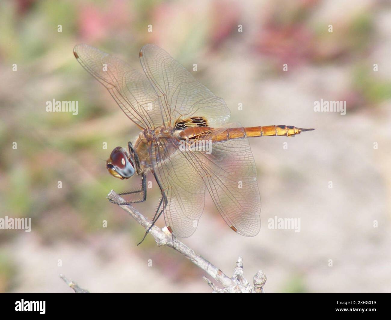 Schlüssellochgleiter (Tramea basilaris) Stockfoto