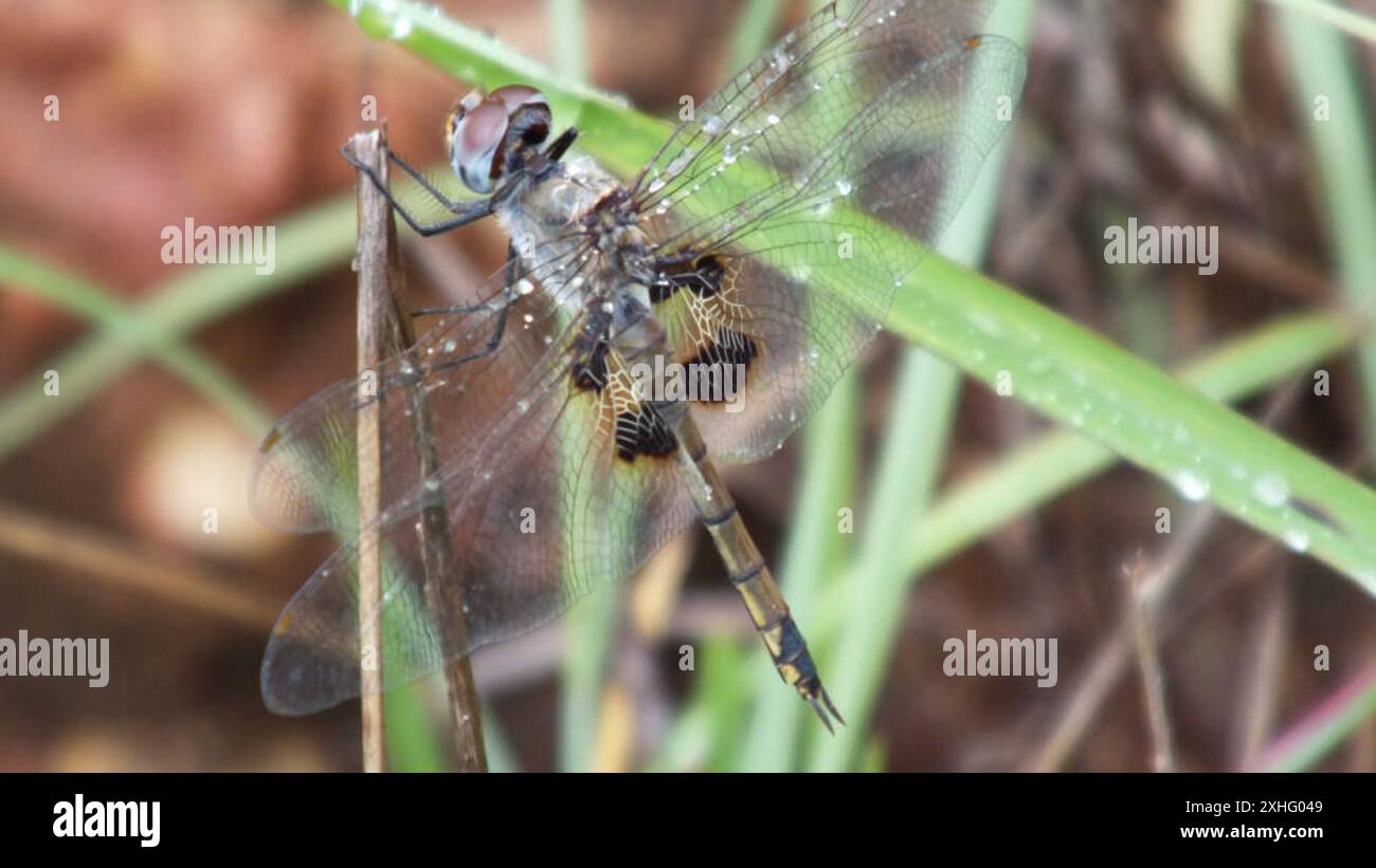 Schlüssellochgleiter (Tramea basilaris) Stockfoto
