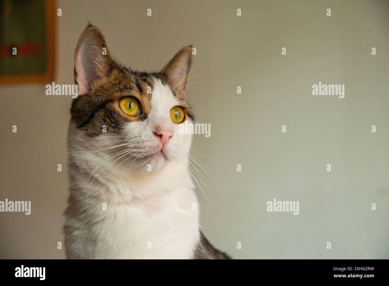 Tabby und weiße Katze. Schließen Sie die Ansicht. Stockfoto