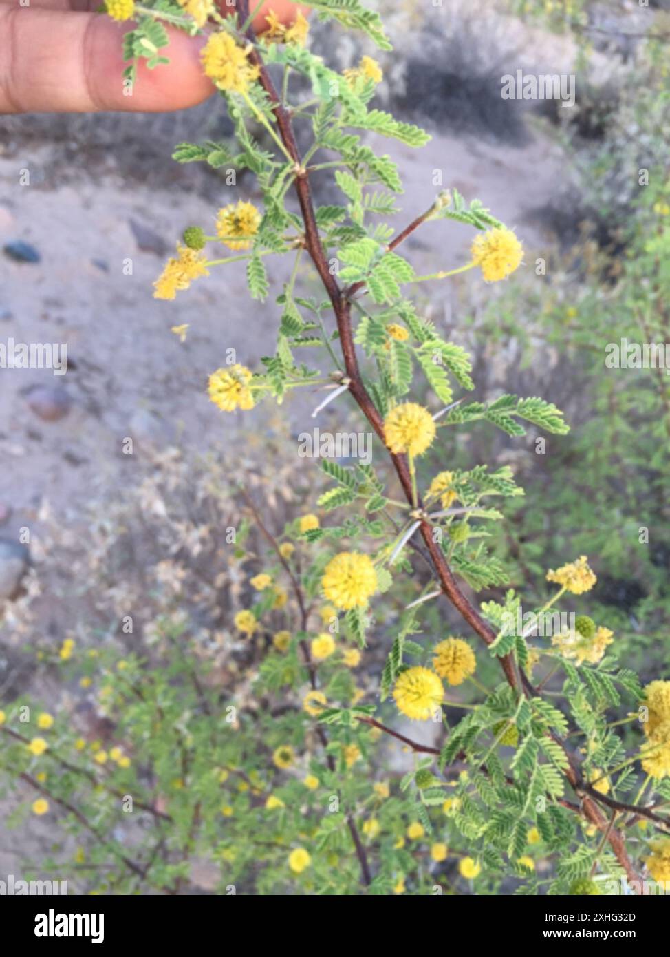 Weißhornakazie (Vachellia constricta) Stockfoto