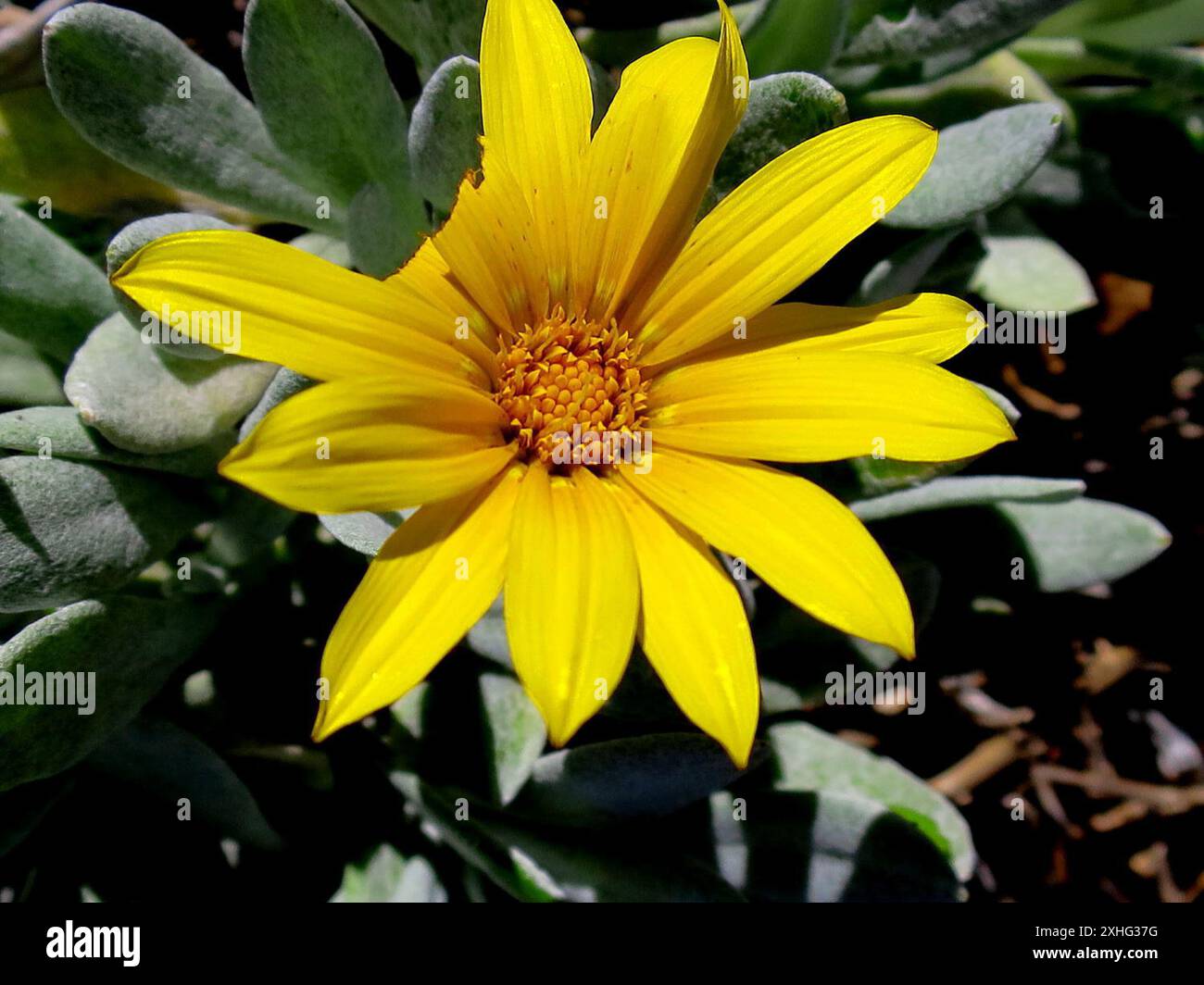 Graublattnachlaufendes Gazania (Gazania rigens leucolaena) Stockfoto