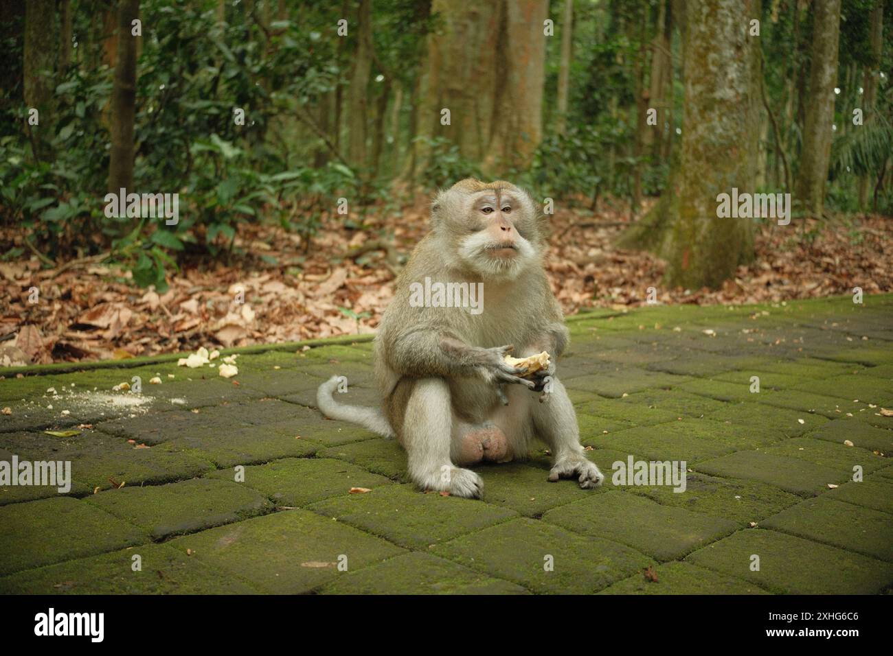 Ein Makaken der Art Macaca fascicularis Affe isst Süßkartoffeln und sitzt auf einem moosigen Pfad Stockfoto