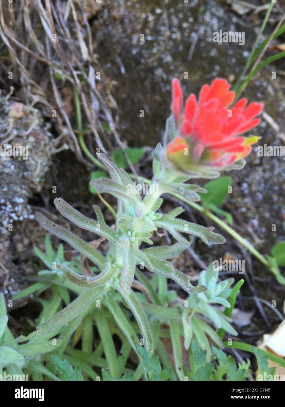 Indischer Wollpinsel (Castilleja foliolosa) Stockfoto