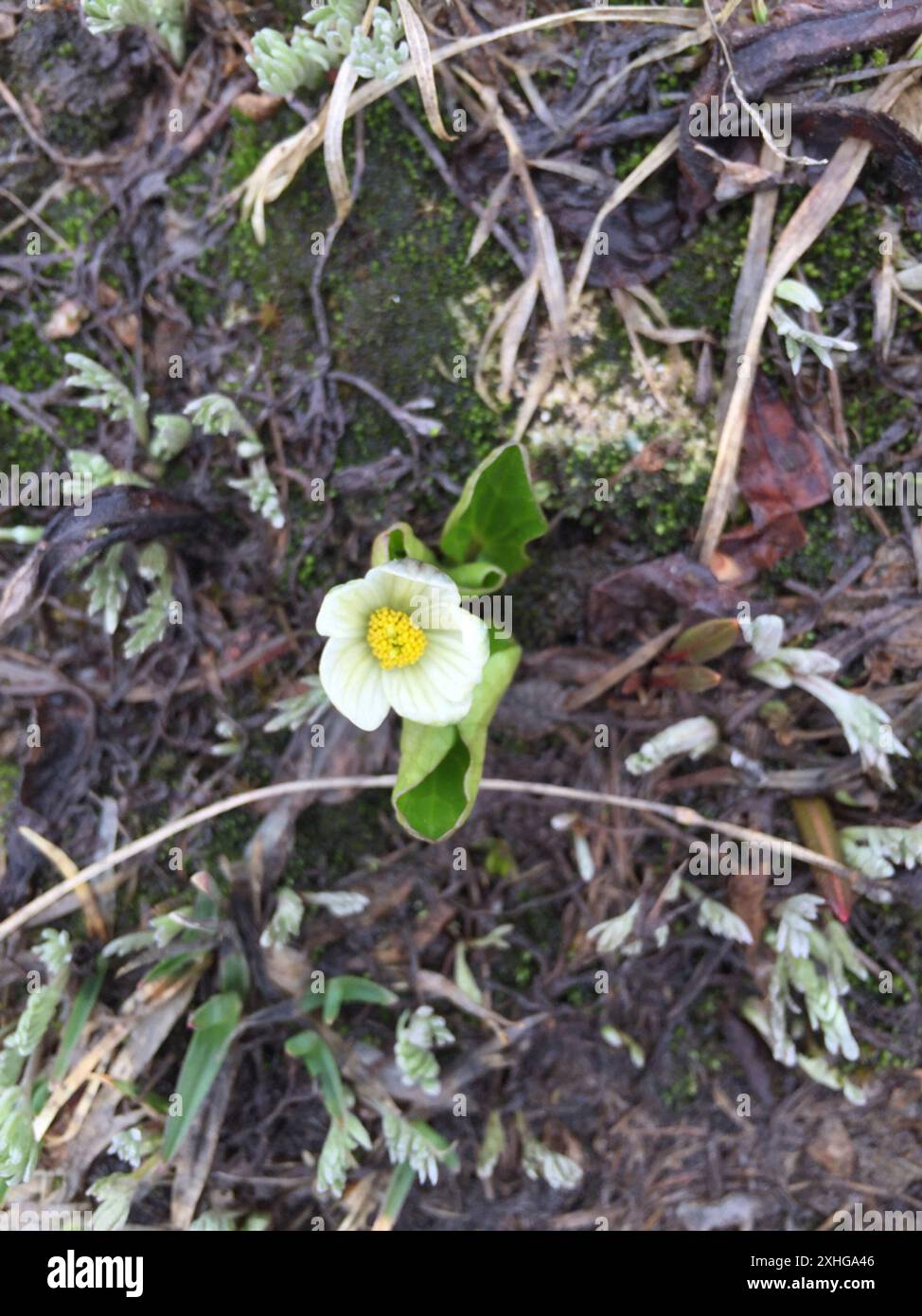 (Caltha leptosepala) Stockfoto