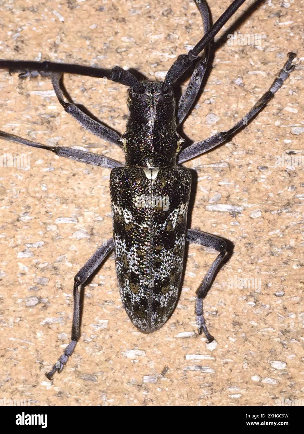 Kiefer Sawyer (Monochamus clamator) entdeckt Stockfoto