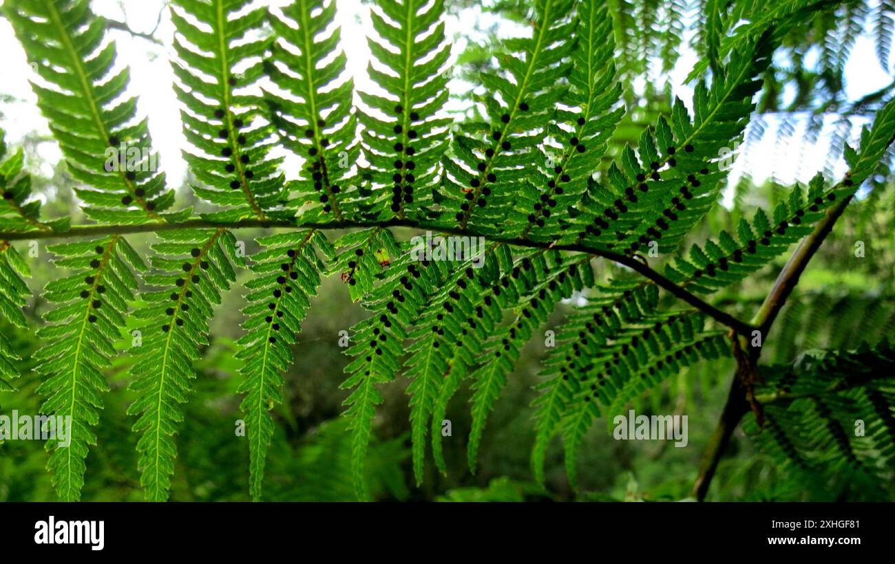 Waldbaumfarn (Cyathea capensis) Stockfoto