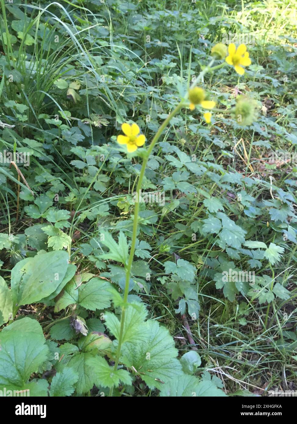 Großblättrige Avens (Geum macrophyllum) Stockfoto