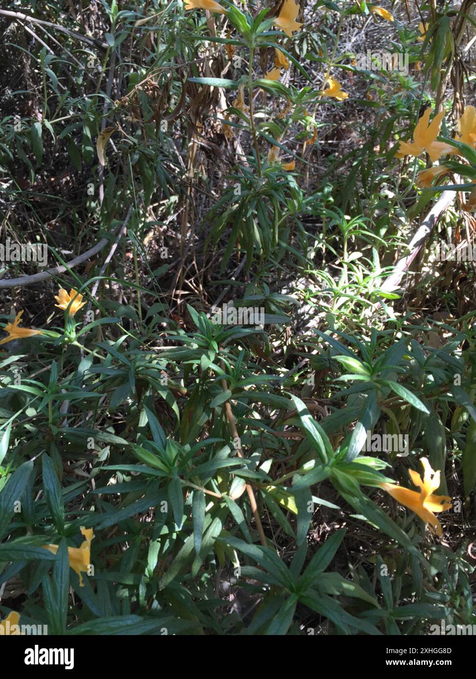 Südbuschaffenblume (Diplacus longiflorus) Stockfoto