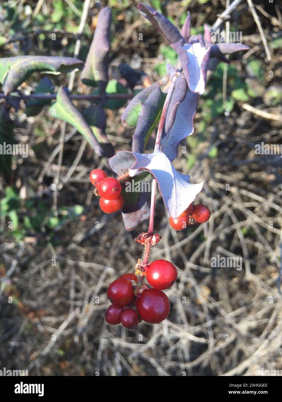 Pinke Geißblatt (Lonicera hispidula) Stockfoto