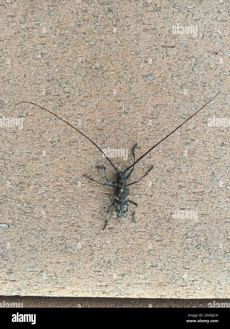 Kiefer Sawyer (Monochamus clamator) entdeckt Stockfoto