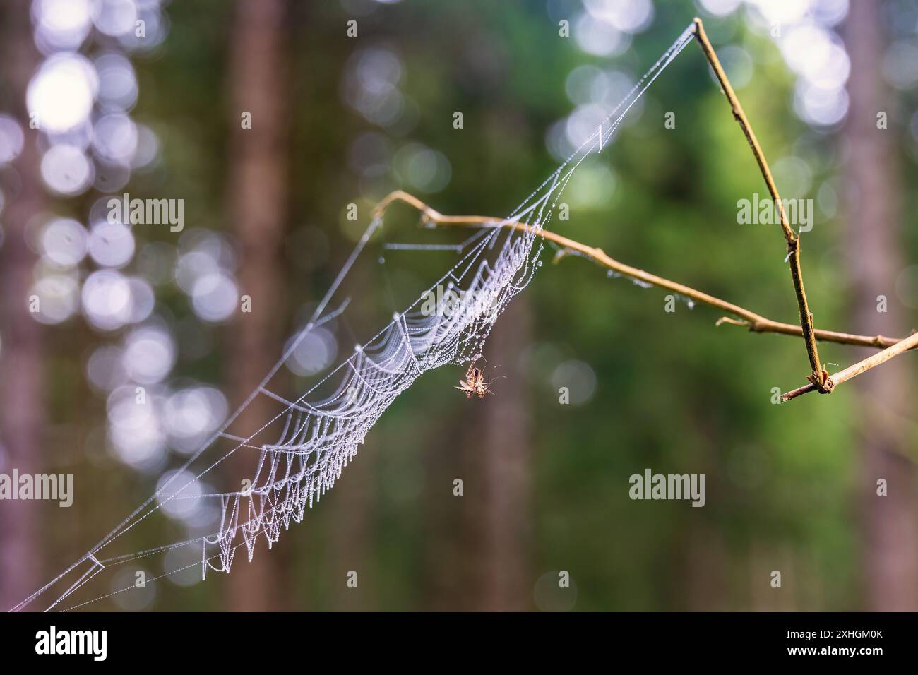Mücken stecken in einem feuchten Spinnennetz in einem Wald Stockfoto