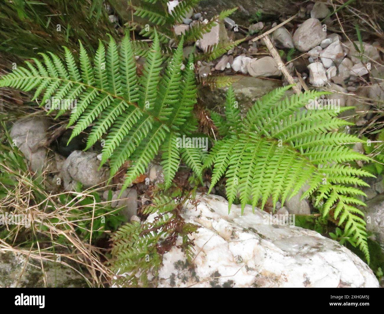 Waldbaumfarn (Cyathea capensis) Stockfoto