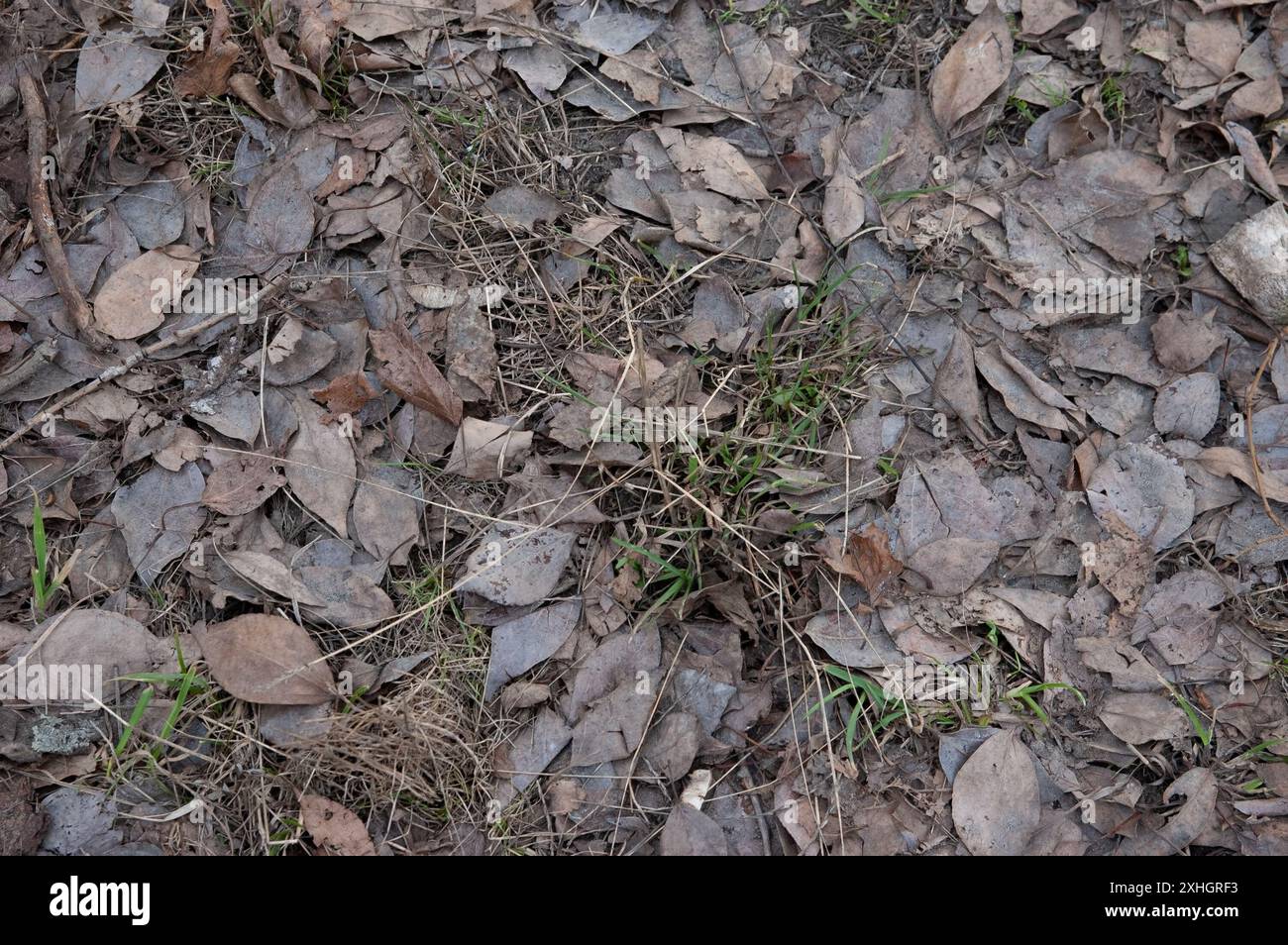 Junges grünes Gras bricht durch herabfallende Herbstblätter Stockfoto