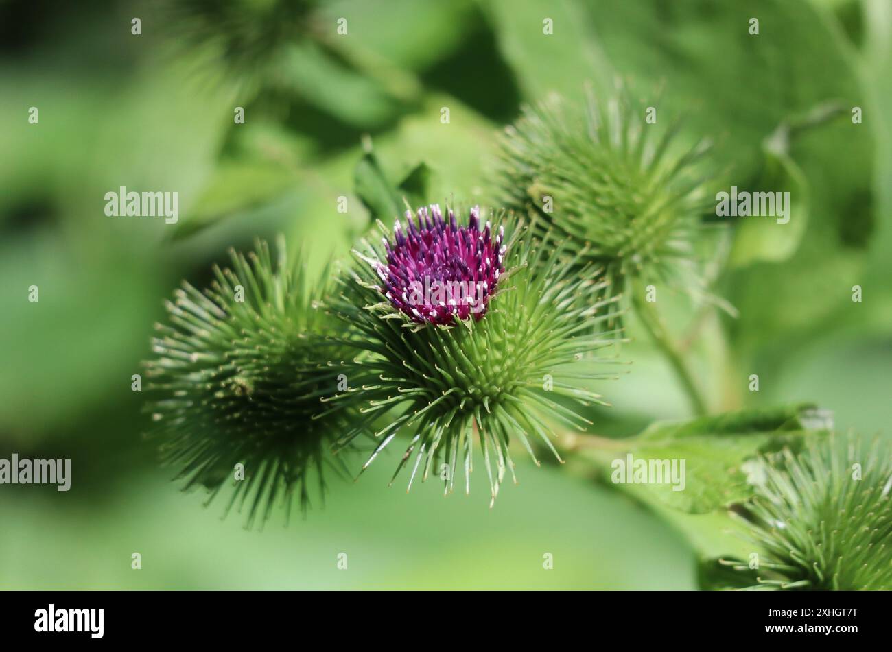 Die Greater Burdock blüht im Wald Stockfoto