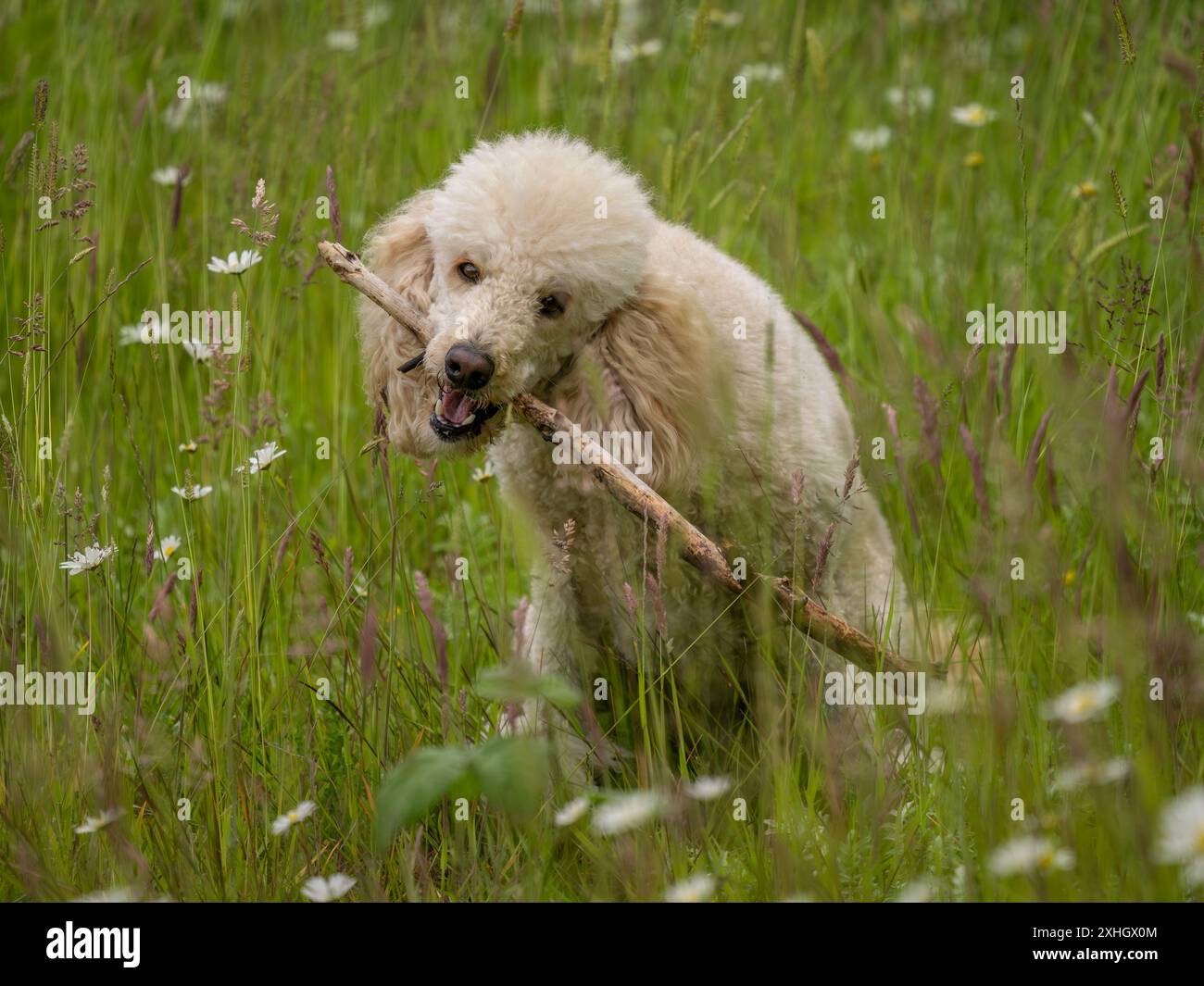 Pudelhund auf einer Wiese kauen einen Stock vor die Kamera Stockfoto